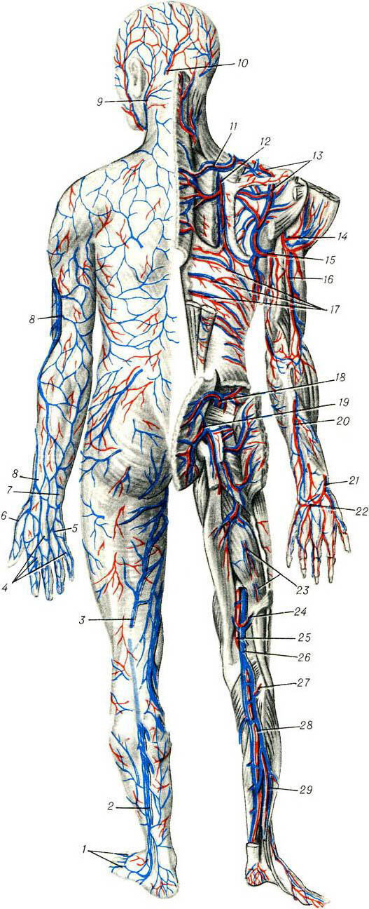 схема кровеносных сосудов человека